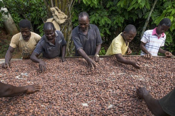 Miembros de pequeños agricultores ecookim secando sus granos de cacao. Miembros de pequeños agricultores ecookim secando sus granos de cacao.