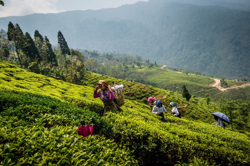 Una de las plantaciones de té de DOTEPL en Darjeeling, en el norte de la India Una de las plantaciones de té de DOTEPL en Darjeeling, en el norte de la India