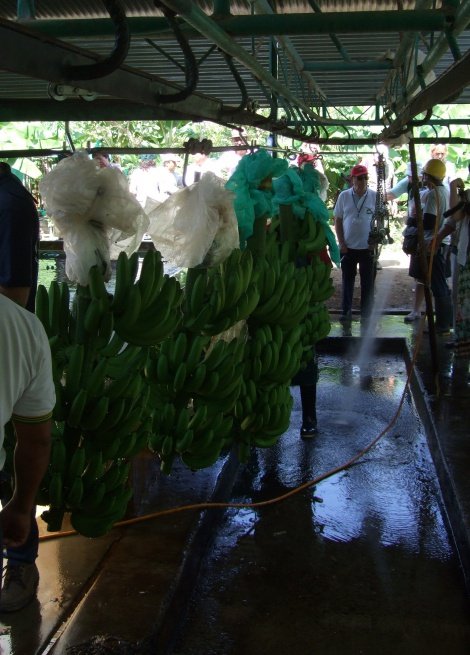 Oikocredit financió la cinta transportadora que ha mejorado la producción de APPBOSA Oikocredit financió la cinta transportadora que ha mejorado la producción de APPBOSA