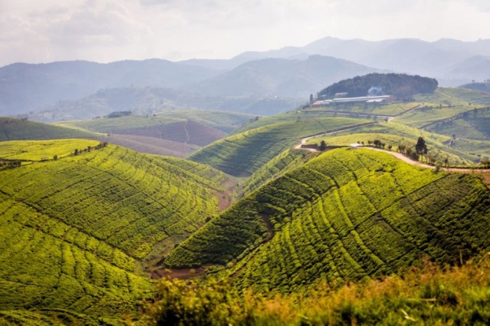 Vista de los campos de té de Karongi y de la fábrica Vista de los campos de té de Karongi y de la fábrica