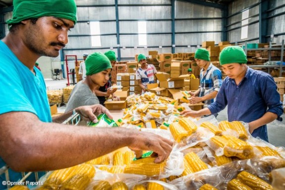 Blat de moro llest per a despatx en la planta de processament d' Y- Cook a Hosakote Blat de moro llest per a despatx en la planta de processament d' Y- Cook a Hosakote