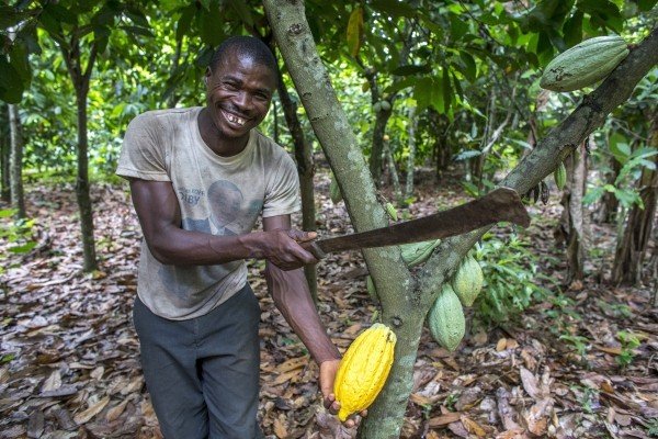 Miembro de Ecookim y plantador de cacao Firmin Kouakou N'dri cosechando vainas de cacao maduras. Miembro de Ecookim y plantador de cacao Firmin Kouakou N'dri cosechando vainas de cacao maduras.