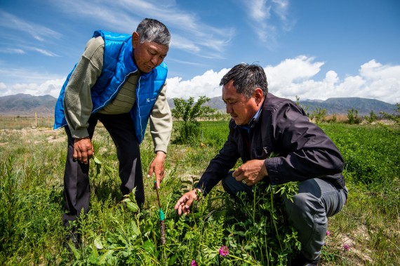 Kompanion bankuko agronomoa, Kenesh Bukabaev, eta Alybaev Duishonbu Kompanion bankuko agronomoa, Kenesh Bukabaev, eta Alybaev Duishonbu