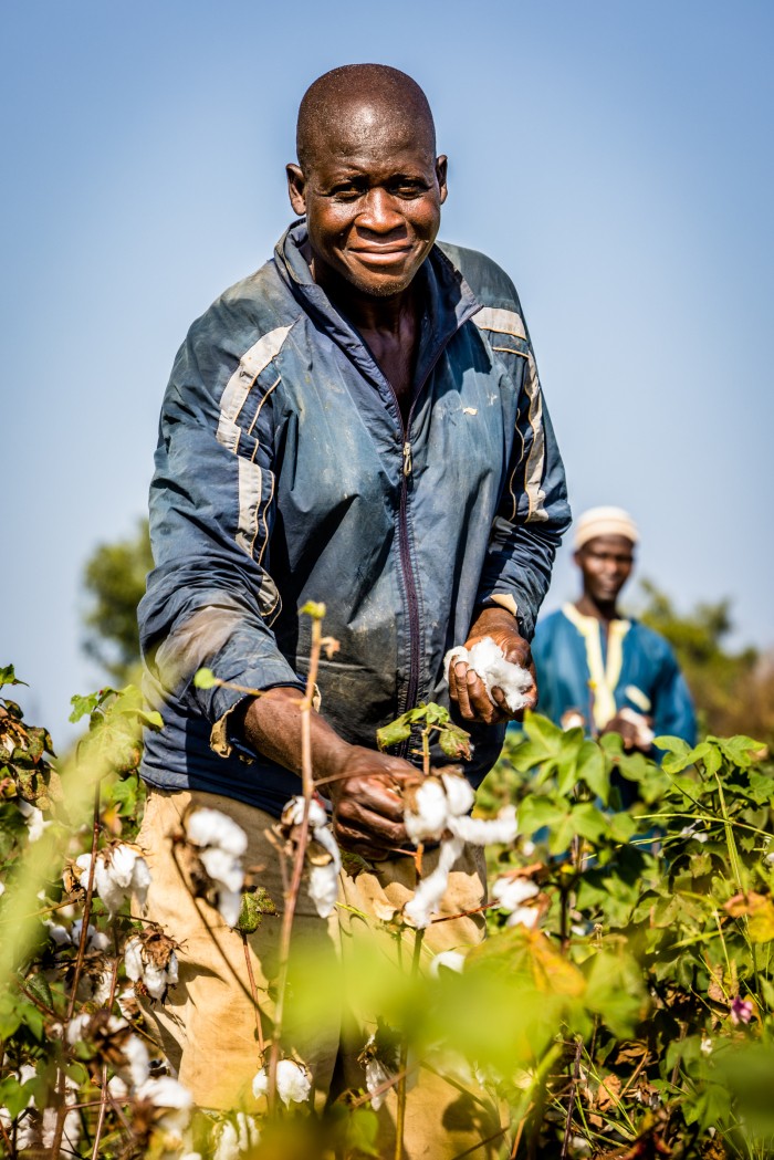 El agricultor Nabe Kobe cosechando algodón en su granja. El agricultor Nabe Kobe cosechando algodón en su granja.