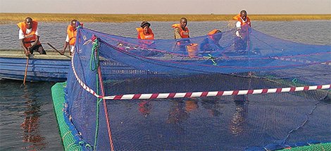 Piscifactoría cooperativa sostenible financiada por Oikocredit con criterios de banca ética